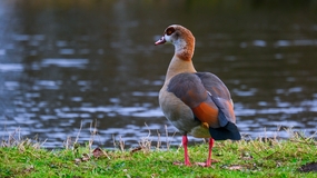   河边埃及鹅图片